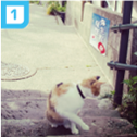 ①道端にいる猫